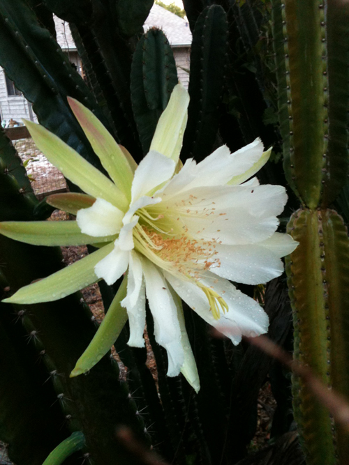 cactusmorning.sm.jpg