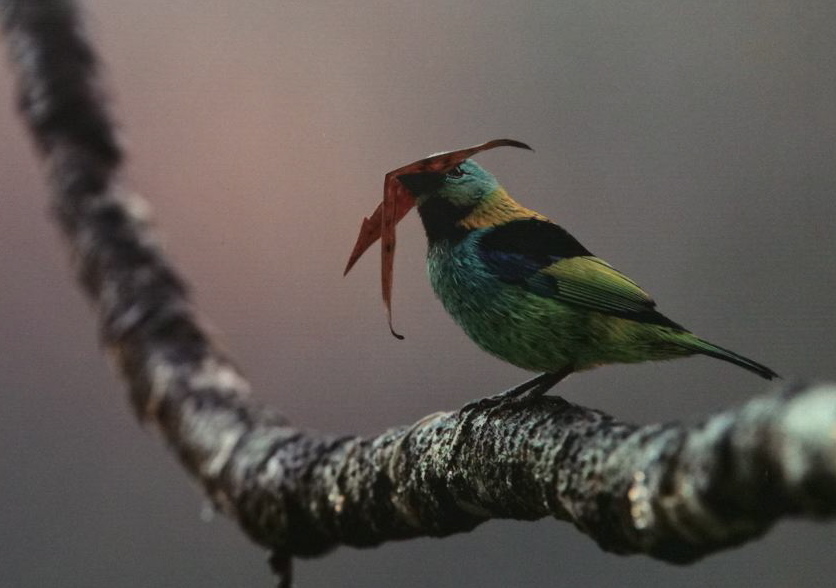 Igu.Maybird.sm.jpg