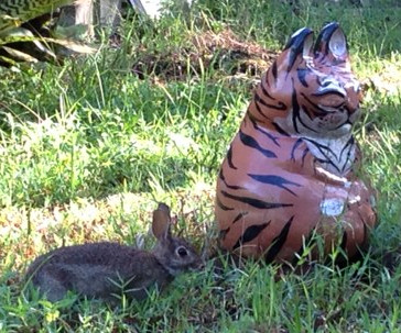 Catbuddah_bunny3.sm.jpg